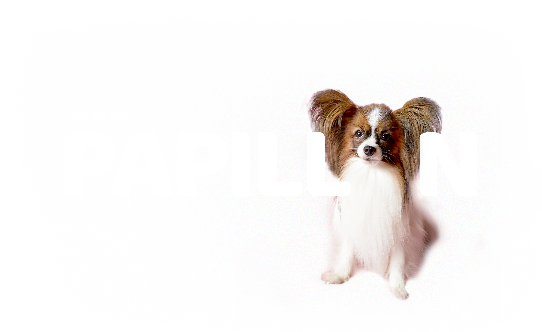 papillon